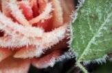 Как замръзват розите
