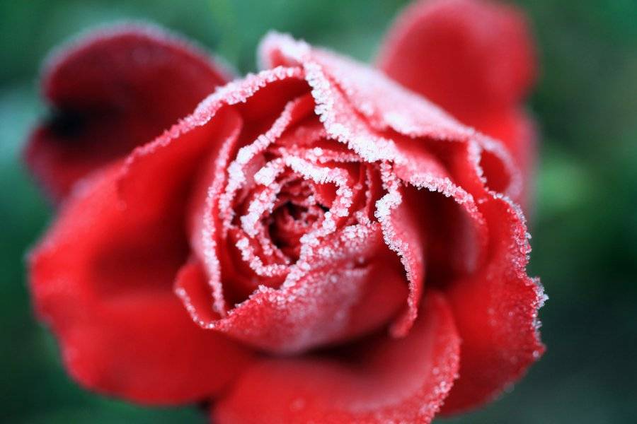 Как замръзват розите