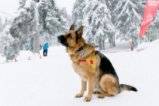 Кучетата-спасители на БЧК с нови каишки GPS