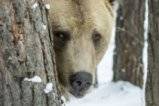 Всички мечки в парка край Белица спят зимен сън