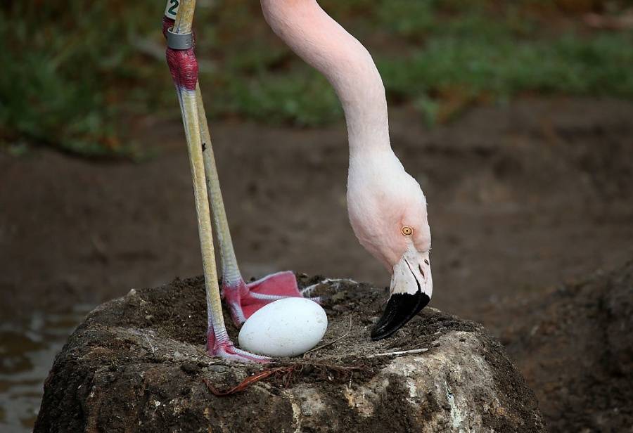 Очарованието на розовото фламинго