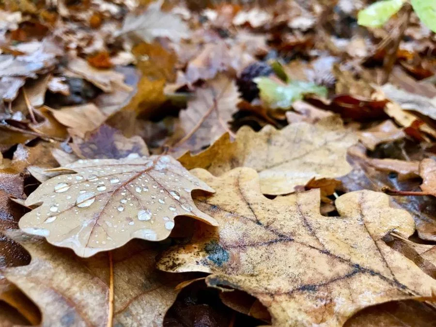 Насладете се на красивите детайли на дъждовната есен, уловени от обектива на Actualno.com.