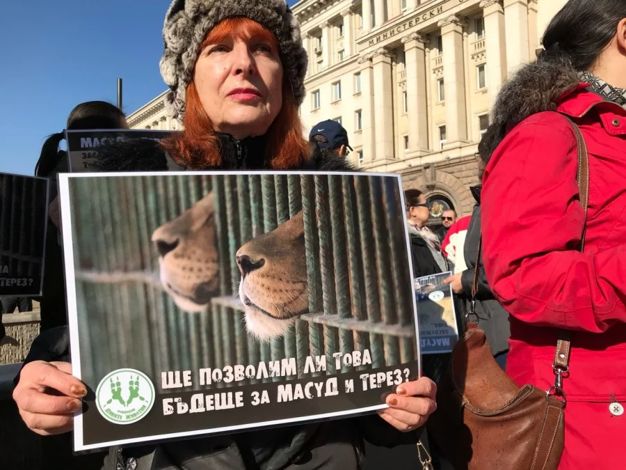 Десетки протестиращи се събраха пред Министерския съвет заради лъвчетата Масуд и Терез. Поводът е намерението двете лъвчета да бъдат преместени от Разград в Пазарджик. Лъвчетата от няколко месеца се лекуват в София, след като бяха спасени от зоокъта в Разград.