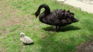 Двойка черни лебеди зарадва Благоевград с потомство
