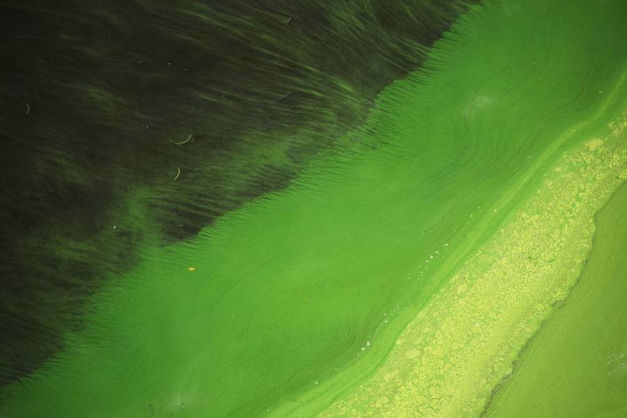 Токсични водорасли оцветиха езерото Окичоби