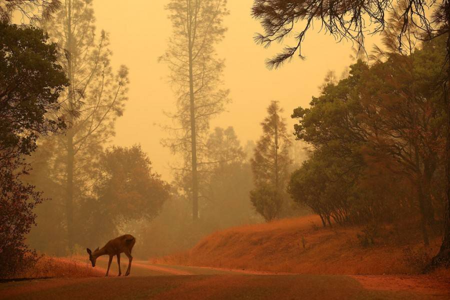 Горски пожари бушуват в Калифорния