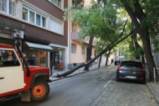 Дърво се наклони опасно в София