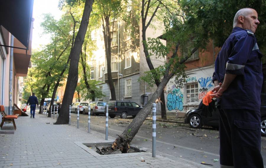 Дърво се наклони опасно в София