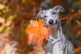 Кучетата и есента