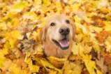 Кучетата и есента