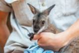 Спасените животни в Австралия
