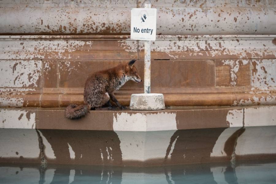 Лисица поплува във фонтан в Лондон