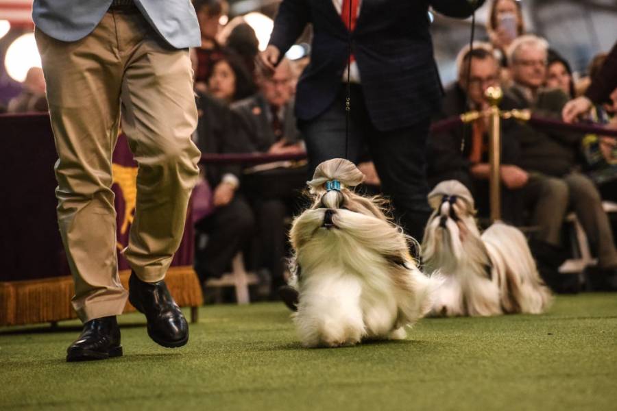 Годишно шоу за кучета в Ню Йорк