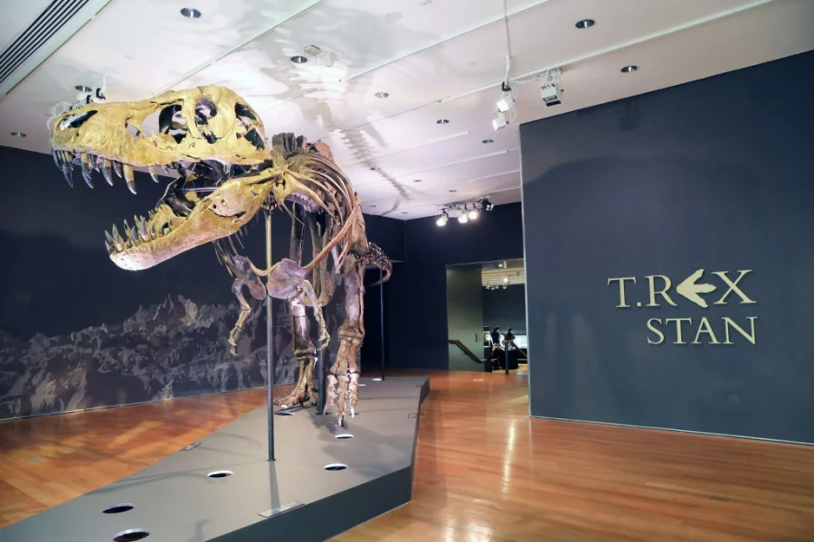 Скелетът на един от най-добре запазените екземпляри на Тиранозавър рекс ще бъде предложен на търг в Ню Йорк от аукционна къща "Кристис" на 6 октомври. Снимки: Getty Images/Guliver