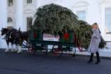 Мелания Тръмп посрещна Коледното дърво в Белия дом