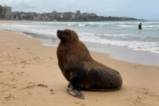 Тюленче излезе на плаж в Сидни
