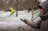 Момче храни папагал в лондонски парк