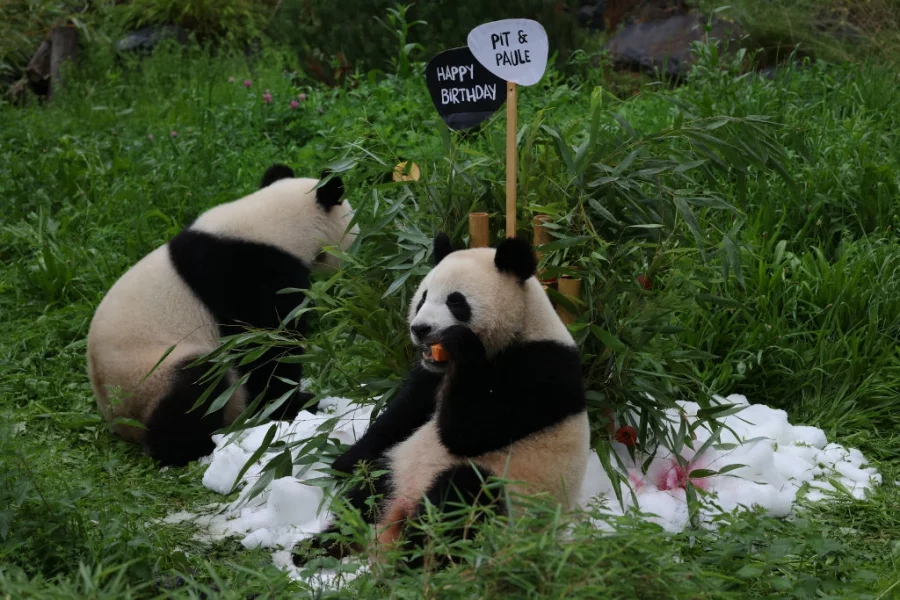Берлинският зоопарк празнува втория рожден ден на панди близнаци. Снимки: Getty images
