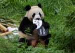 Берлинският зоопарк празнува рожден ден на панди близнаци