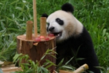 Берлинският зоопарк празнува рожден ден на панди близнаци