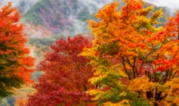 Есенни дървета