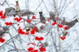 Птиците през зимата