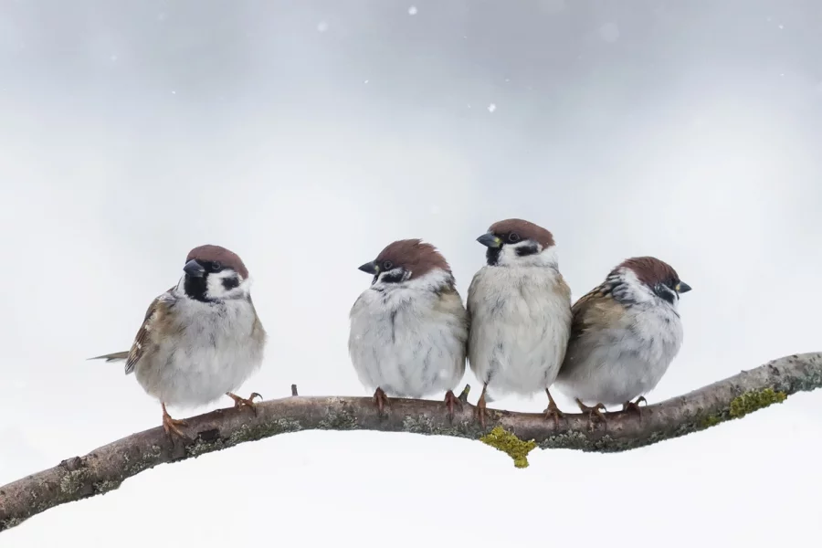 Птиците през зимата. Снимки:iStock