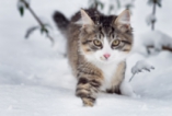 Котките през зимата