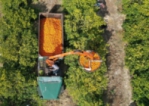 Събиране на реколтата от портокали във Флорида