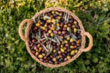 Сушата заплашва реколтата от маслини в Европа