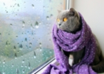 Котките и дъждът