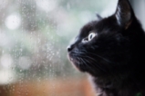 Котките и дъждът