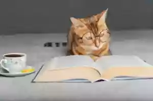На 24 май и котките четат