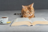 На 24 май и котките четат