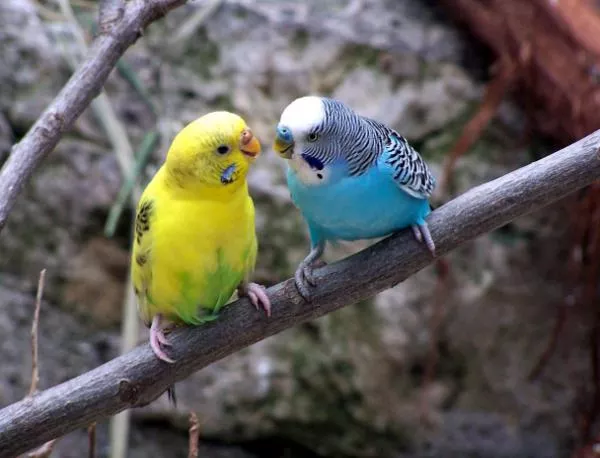 Еколози благодарят на Борисов за спасените папагали