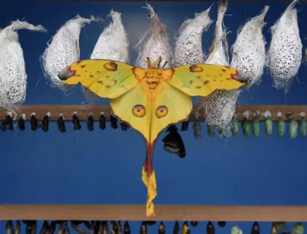 ГМО пеперуди изработват коприна, здрава като стомана