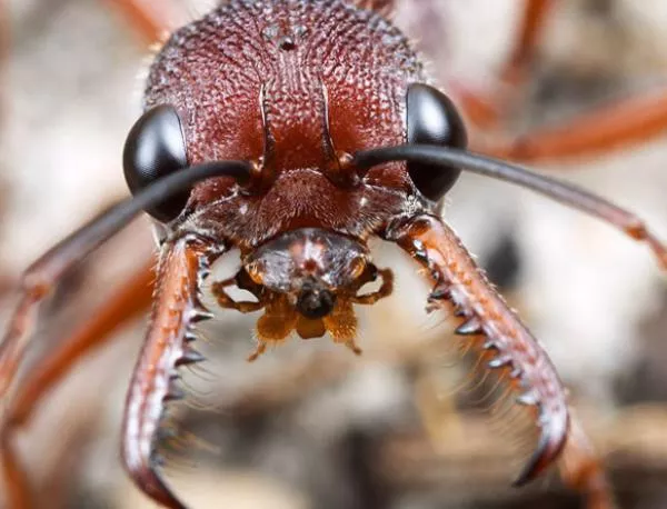 Канадски генетици създадоха мравка-терминатор