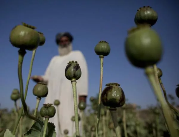 ООН: Ръст на опиума в Афганистан