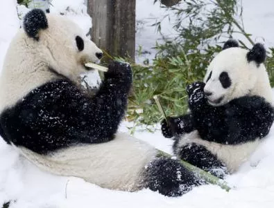 Първи сняг за малката панда във виенския зоопарк