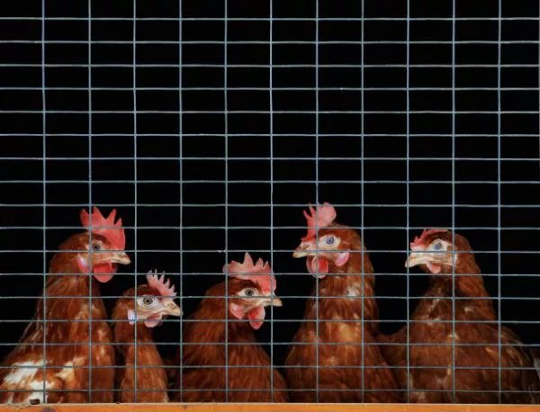 ЕК ни натиска да разширим клетките на кокошките
