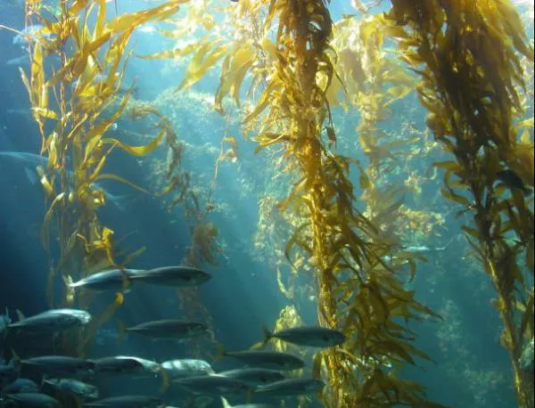 Най-старият жив организъм е морска трева