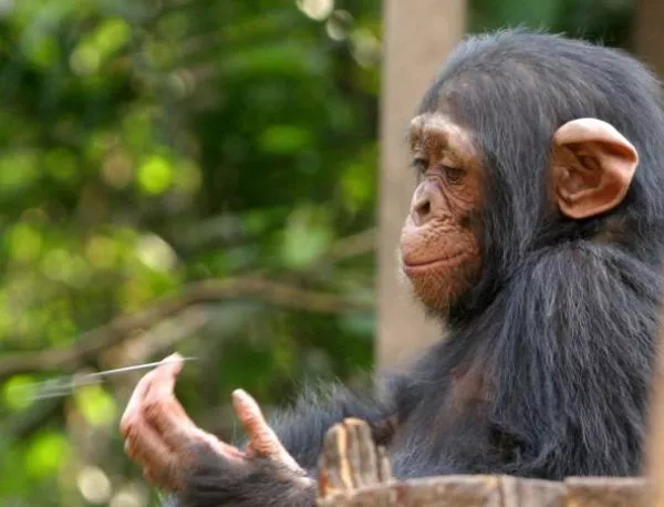 Шимпанзе решава задачи по-бързо от професор