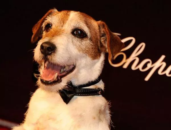 Кучето Уги от филма "Артистът" се оттегля в пенсия