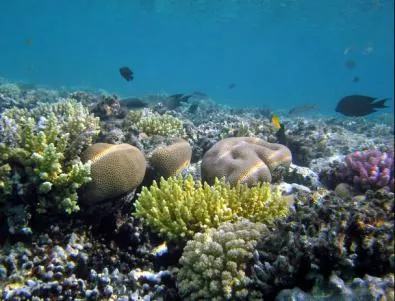Кирибати ще бяга от глобалното затопляне