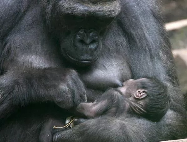 Хората и горилите имат сходни гени