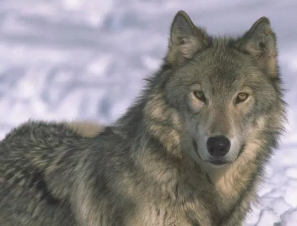 Вълците "изяждат" от бюджета на Якутия повече от 400 млн. годишно