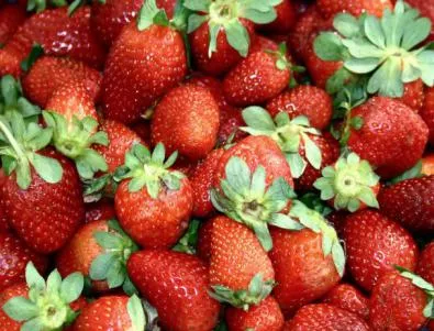 80% от производителите на ягоди и малини на път да се откажат