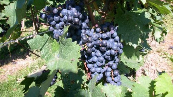 По-скъпо грозде и вино заради студовете