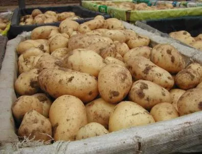 Производители изхвърлят тонове картофи в знак на протест