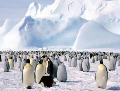 Броят пингвините от сателит